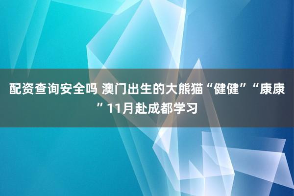 配资查询安全吗 澳门出生的大熊猫“健健”“康康”11月赴成都学习